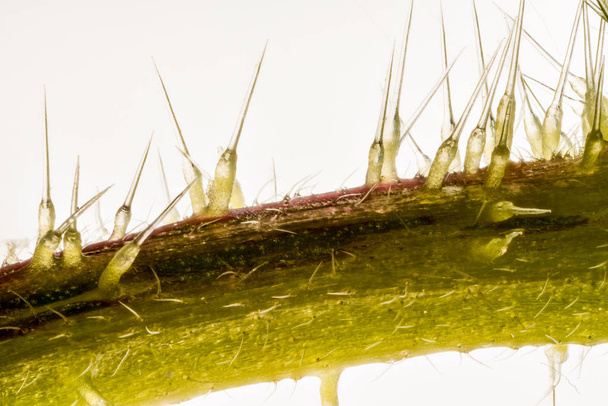 Extremo primer plano del tallo de ortiga (Urtica dioica
)  - Foto, imagen
