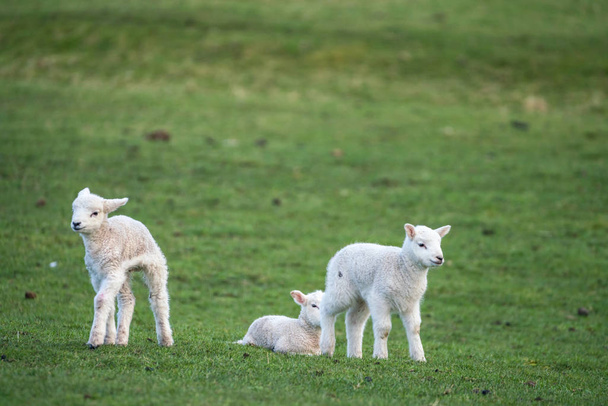 Three young lambs - Photo, Image