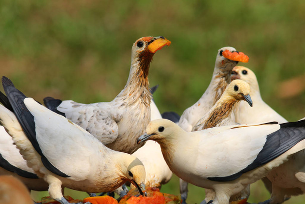 Manada de palomas blancas y dorsales comiendo calabaza picada
  - Foto, Imagen