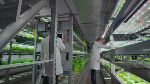 Dos agrónomos con batas blancas en una moderna planta de producción de vegetales
. - Metraje, vídeo