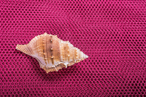 Beautiful seashell in view - Photo, Image