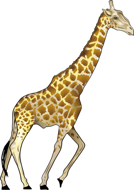 Girafe - Vecteur, image