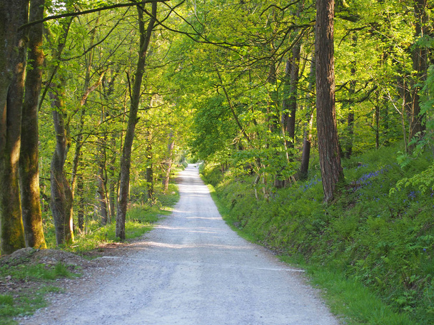 perspective vue de la ruelle étroite de campagne dans les bois de printemps
  - Photo, image
