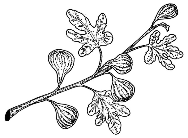 figs simply vector illustration  - Вектор,изображение