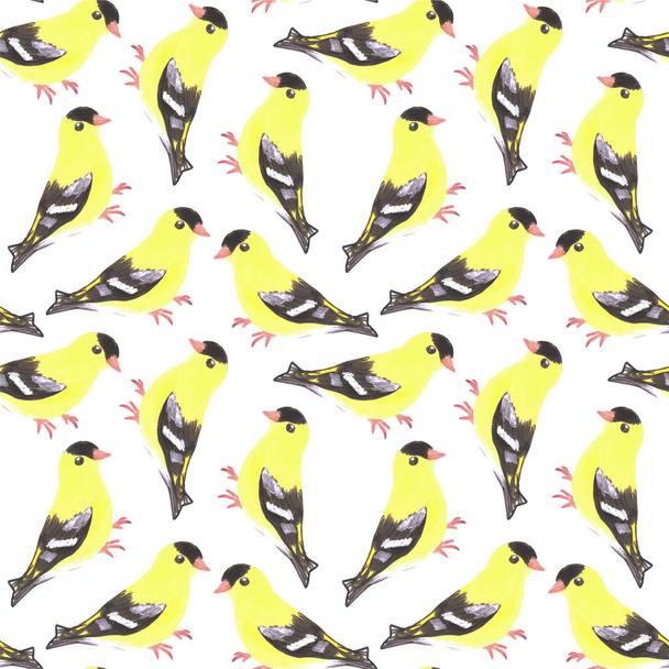 American goldfinch or Spinus tristis bird seamless watercolor birds painting background - Foto, Imagen