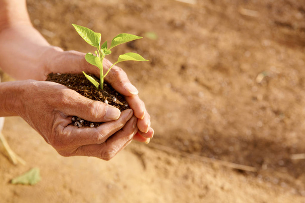 κομμένη βολή προσώπου που κρατά χώμα με πράσινα σπορόφυτα - Φωτογραφία, εικόνα