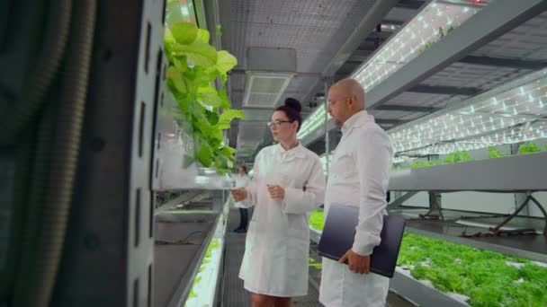 Een groep mensen in witte jassen analyseren en bespreken de resultaten van de groei van groenten en planten op een moderne boer. - Video