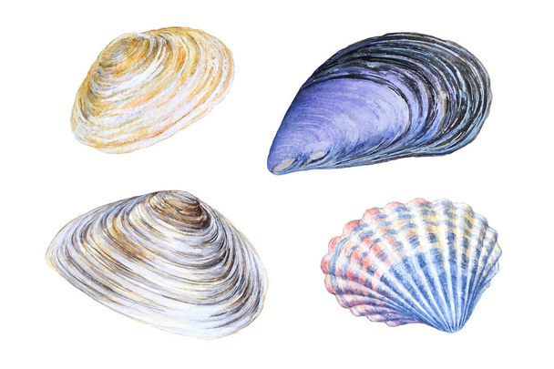 Set of watercolor hand drawn sea shells - Photo, image