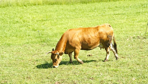 Vacas pastando, Principado de Asturias, 12: 15 p.m. ; Mayo 187, 2015; Asturias, España, Europa
 - Foto, imagen