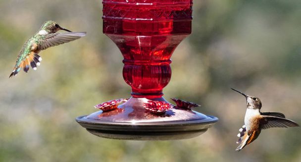 Two hummingbirds face off on either side of a feeder. - Photo, Image