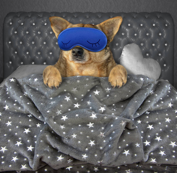 マスク3で眠る犬 - 写真・画像