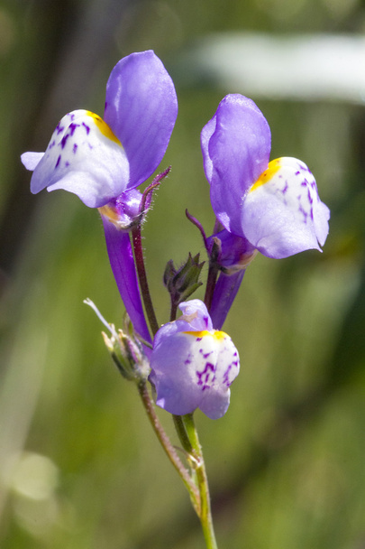 Квітка Linaria algarviana
 - Фото, зображення