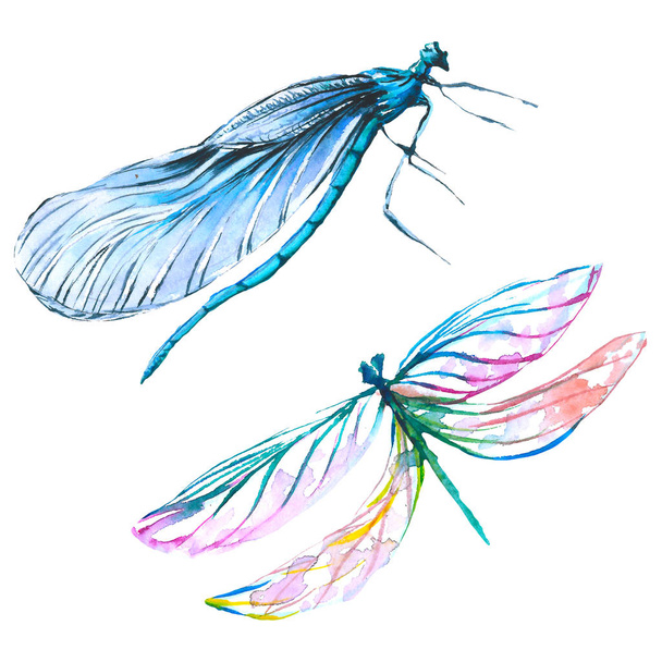 Egzotyczny Dragonfly dziki owad. Akwarela zestaw ilustracji tła. Element ilustracji na białym tle ważki. - Zdjęcie, obraz