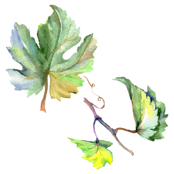 Branch of green vine leaves. Watercolor background illustration set. Isolated grape illustration element. - Photo, Image