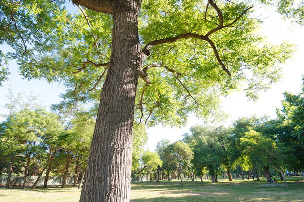 Grama e árvores no Parque OHiggins, um parque urbano prefeito no centro da cidade, Santiago do Chile
 - Foto, Imagem