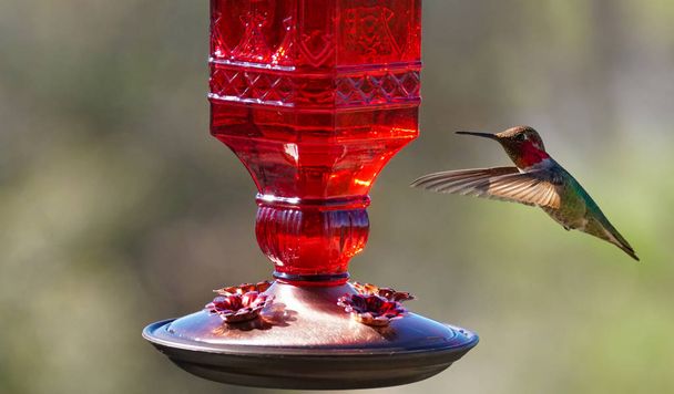 A Ruby fejes Hummingbird repül az adagoló - Fotó, kép