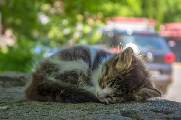 岩の上の通りで眠っているホームレスの子猫。コンセプト:市内のホームレス動物の生活、動物福祉、放棄されたペット、ボランティア活動など. - 写真・画像