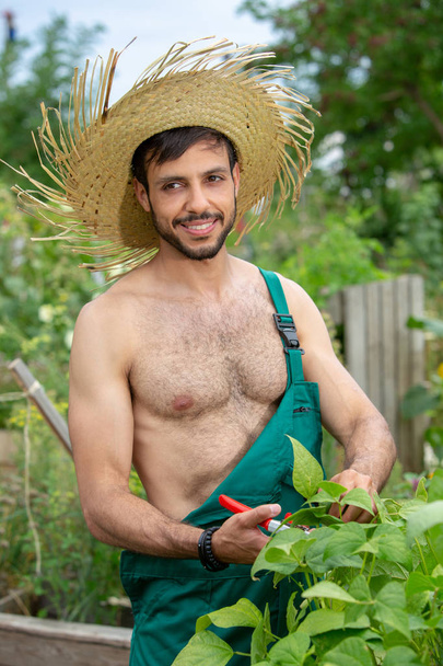 shirtless gardener with straw hat cutting flowers in the garden - Photo, Image