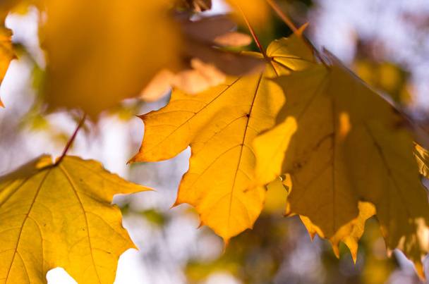 Μπραντς με κίτρινα φύλλα. Όμορφο φθινοπωρινό φόντο. - Φωτογραφία, εικόνα
