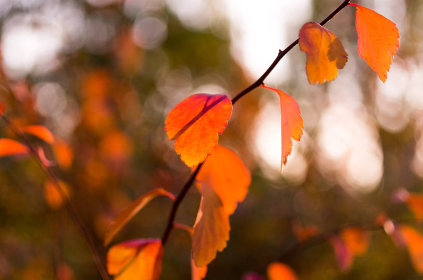 Bela composição de outono. Muitas folhas de laranja.
. - Foto, Imagem