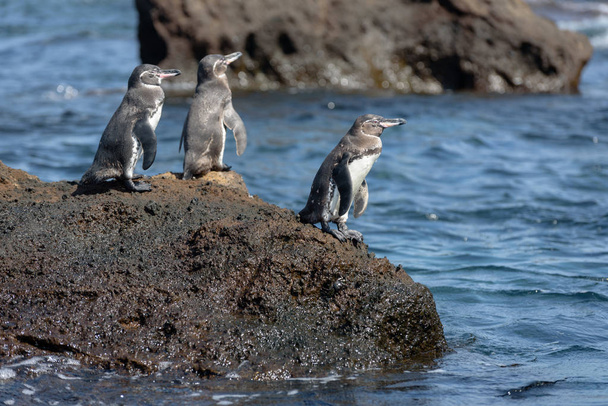 Ομάδα των πιγκουίνων Γκαλαπάγκος σε ένα βράχο στο νησί Σαντιάγο, Νήσος Γκαλαπάγκος, Εκουαδόρ, Νότια Αμερική. - Φωτογραφία, εικόνα