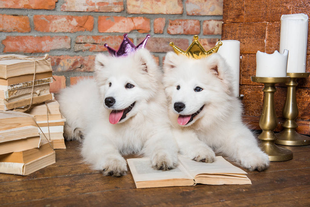 本を持つ2つの白いふわふわサモイド子犬 - 写真・画像