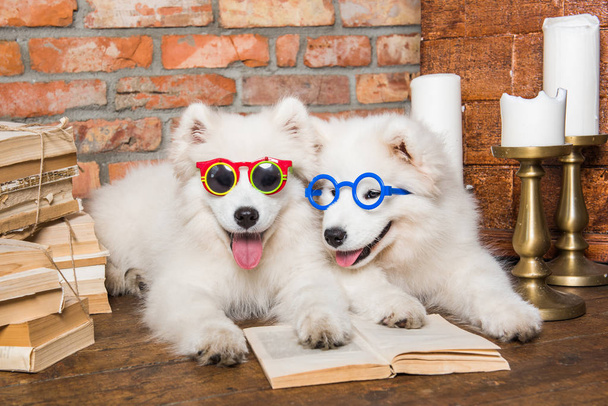 Two White fluffy Samoyed puppies dogs with book - Photo, Image