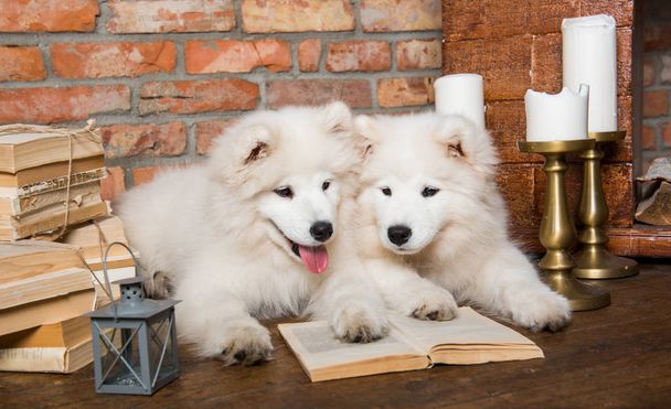 Two White fluffy Samoyed puppies dogs with book - Photo, Image