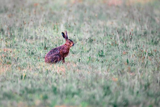 夏の草原に座っているウサギ. - 写真・画像