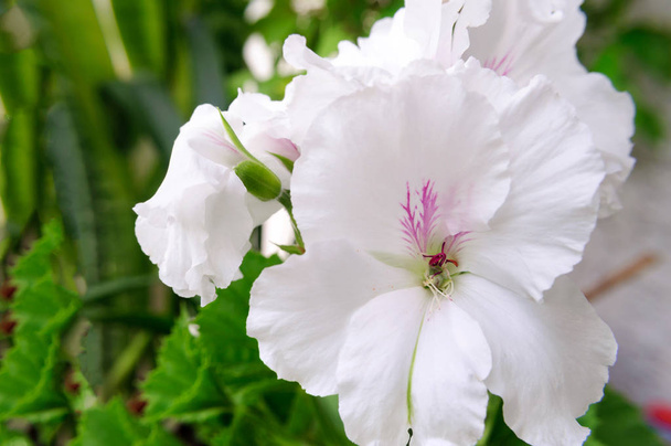 White flower of the Royal geranium in the summer garden. - Photo, Image
