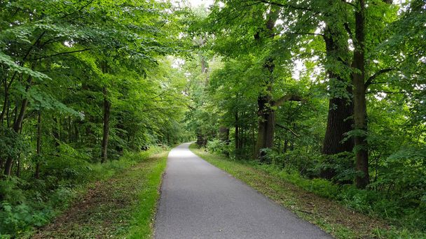 Road through the forest park during summer. It's local popular track for inline skating. - Photo, Image