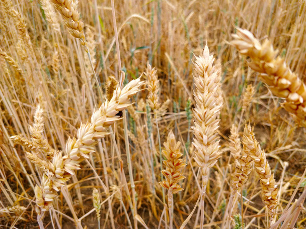 Detail image of wheat field. - Photo, Image