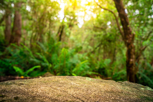 Mesa rochosa vazia para exibição de produtos na selva da Tasmânia, Austrália. Natureza conceito de publicidade produto
. - Foto, Imagem