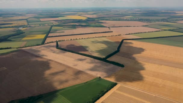 4k Αεροφωτογραφία από ύψος, χωράφια με ώριμο χρυσοκάστανο σιτάρι - Πλάνα, βίντεο
