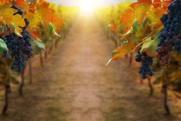 Grapes in vineyard in autumn landscape. Winery agriculture and wine tasting concept. - Photo, Image