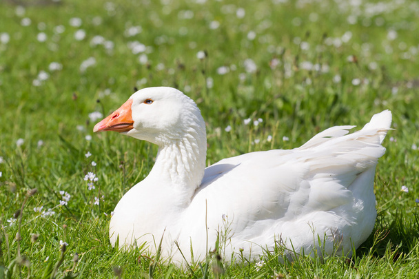 Emden Goose resting - Photo, Image