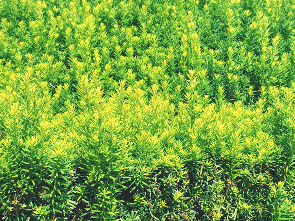 Sebe da planta evergreen com função de separação de propriedade
 - Foto, Imagem