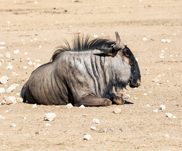 Blue Wildebeest - Фото, изображение