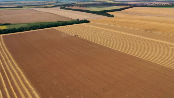 4k Vue aérienne d'une hauteur, champs de blé mûr de couleur or
 - Séquence, vidéo