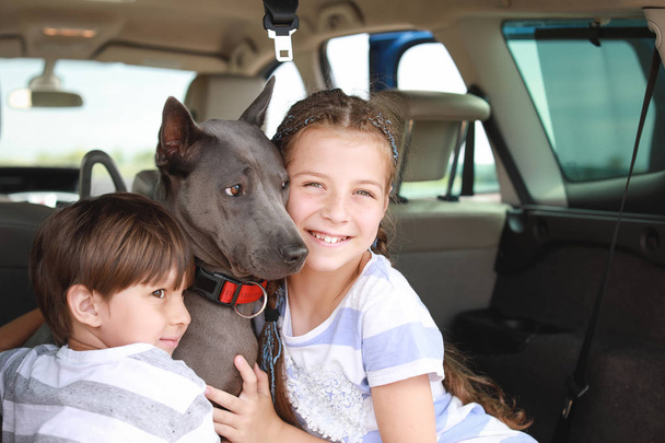 Счастливые дети с собакой сидят в багажнике
 - Фото, изображение