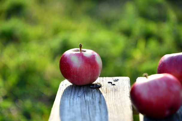 reife rote Äpfel morgens im Garten, auf alten Brettern. - Foto, Bild