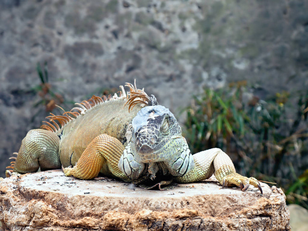 Uma iguana adulta grande com diferentes tons de verde e azul está em uma rocha
     - Foto, Imagem