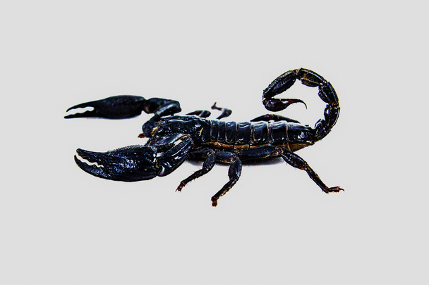 skorpion - Zdjęcie, obraz