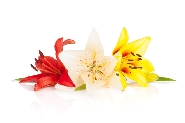 Colorful lily flowers - Photo, Image