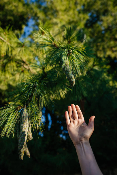 松の上の長い松のコーンに触れる人間の手 - 写真・画像