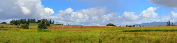 Waikato fields panoramic view, Новая Зеландия
 - Фото, изображение
