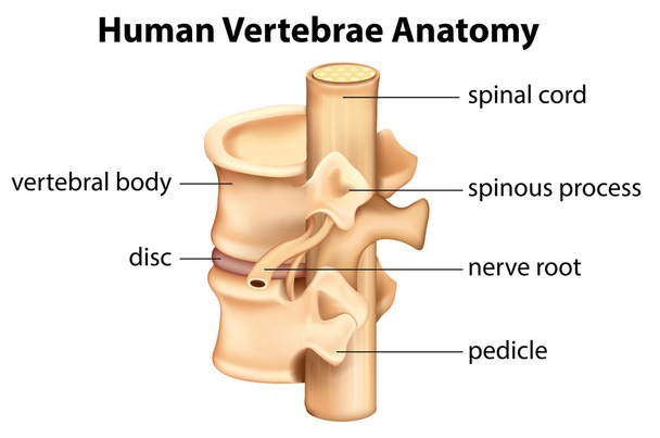 Anatomía de las vértebras humanas - Vector, Imagen