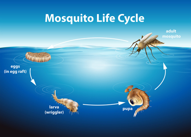 Жизненный цикл комара
 - Вектор,изображение
