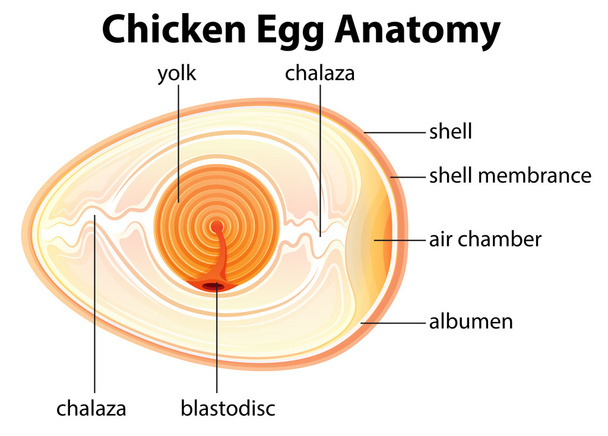 κοτόπουλο αυγό ανατομία - Διάνυσμα, εικόνα