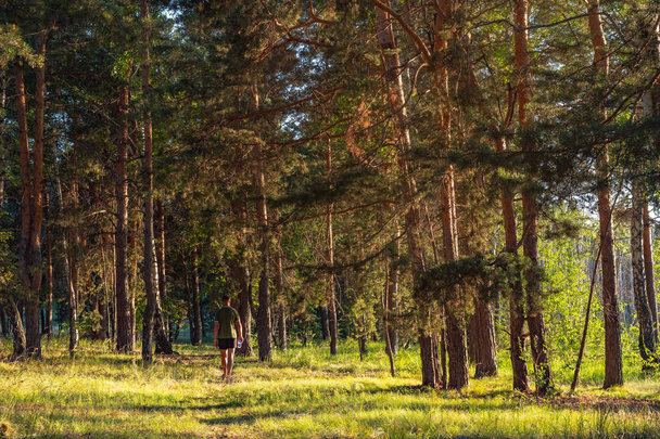 Чоловік в шортах і футболка прогулюється через сосновий ліс рано вранці
 - Фото, зображення